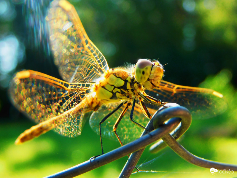 mosolygó szitakötő