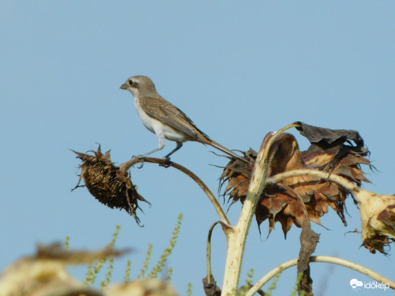 Napraforgón egyensúlyozva