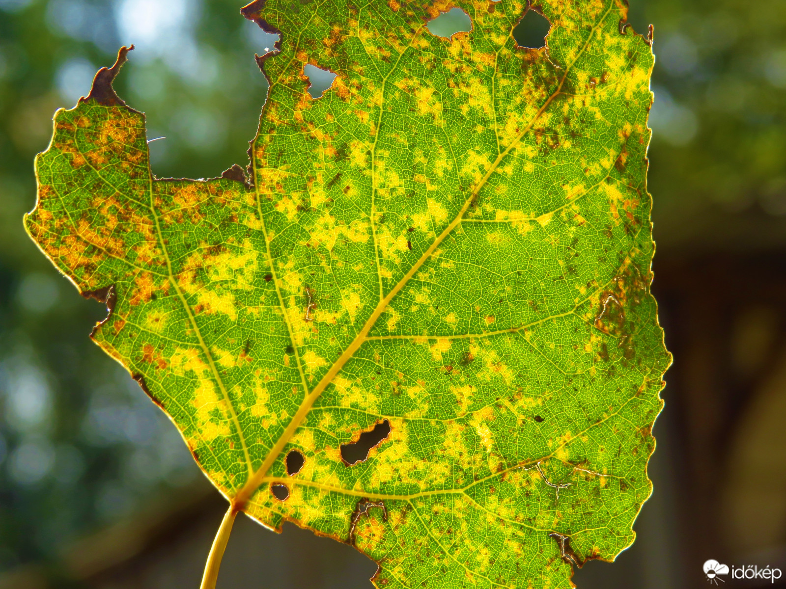 Nyárfa levél