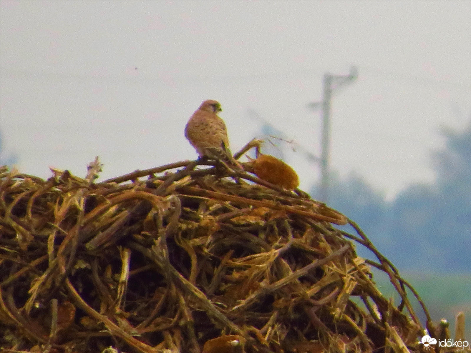 Vércse a gaz tetején
