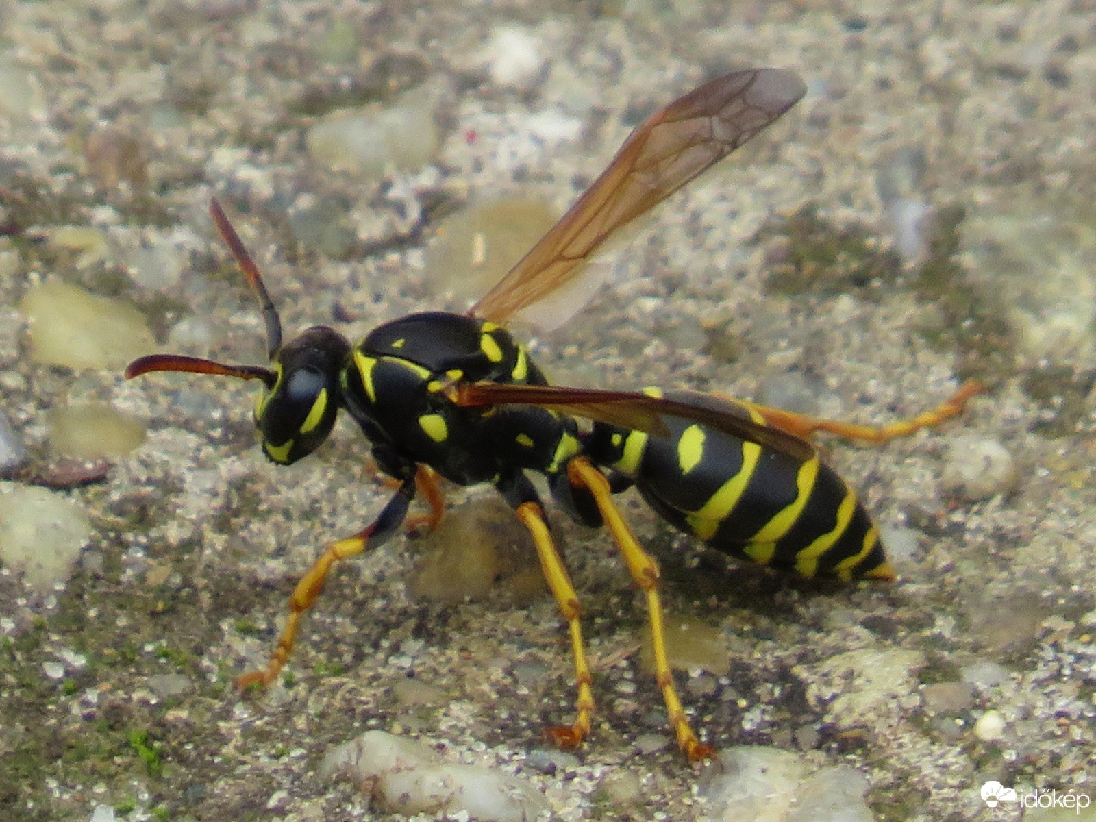 Fekete sárga jelmez