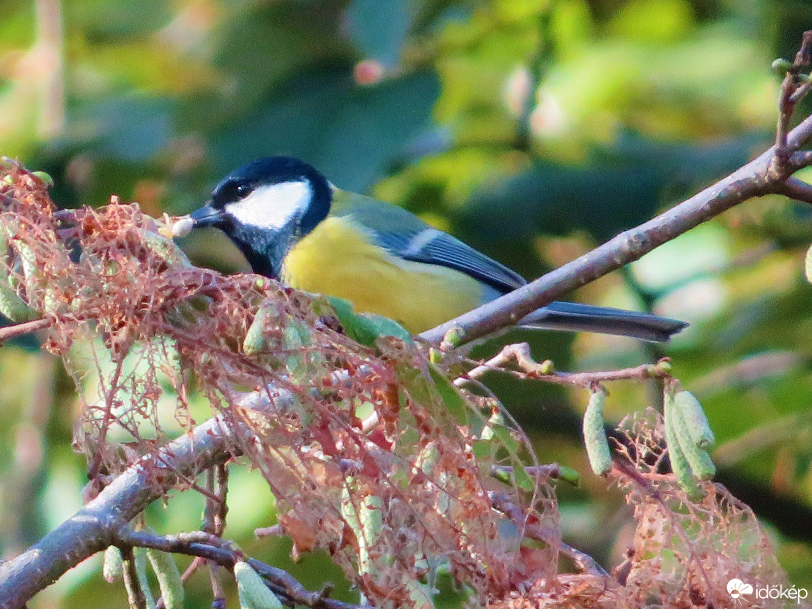 Jó lesz fészket bélelni
