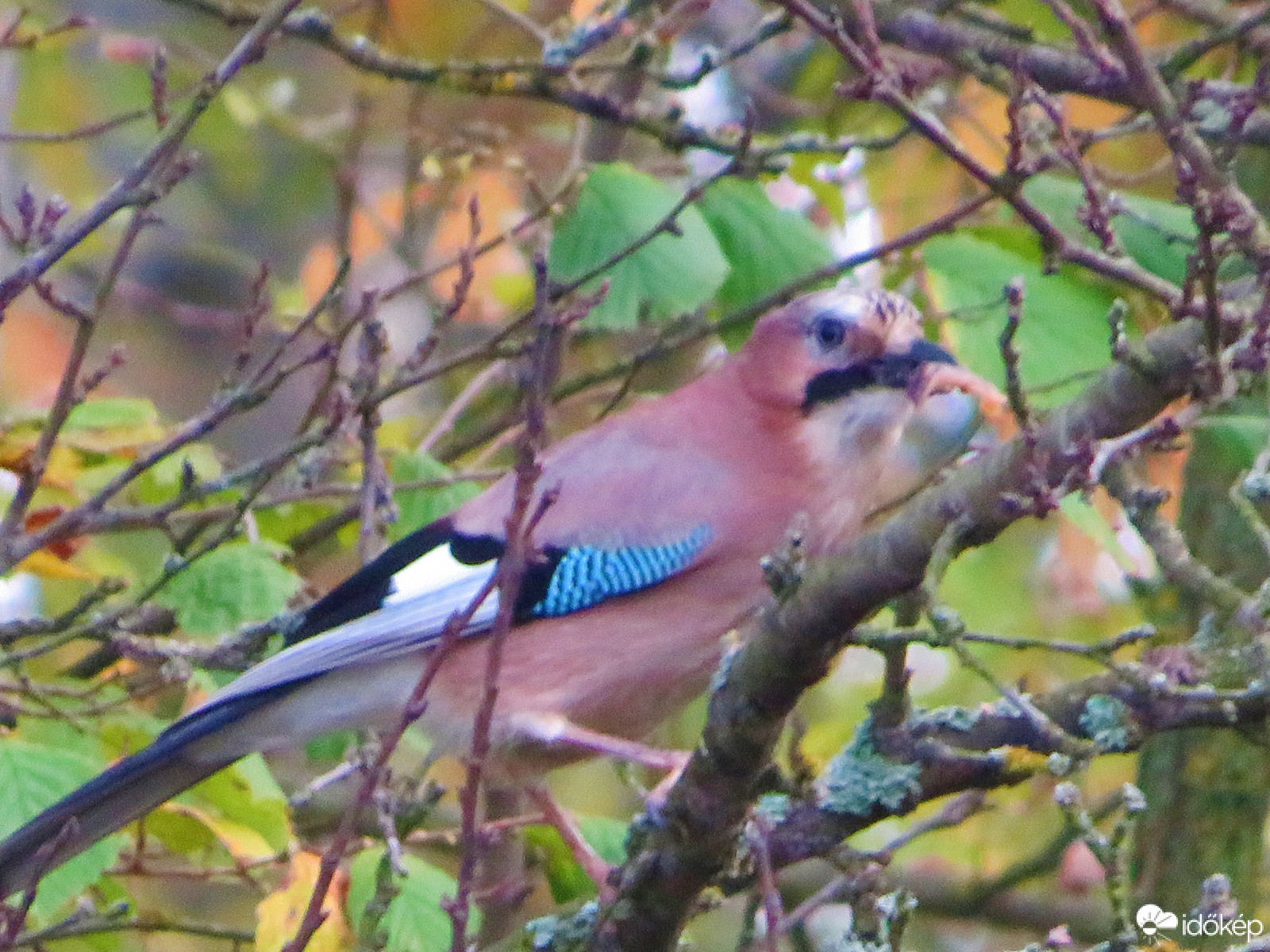 Én találtam meg is eszem