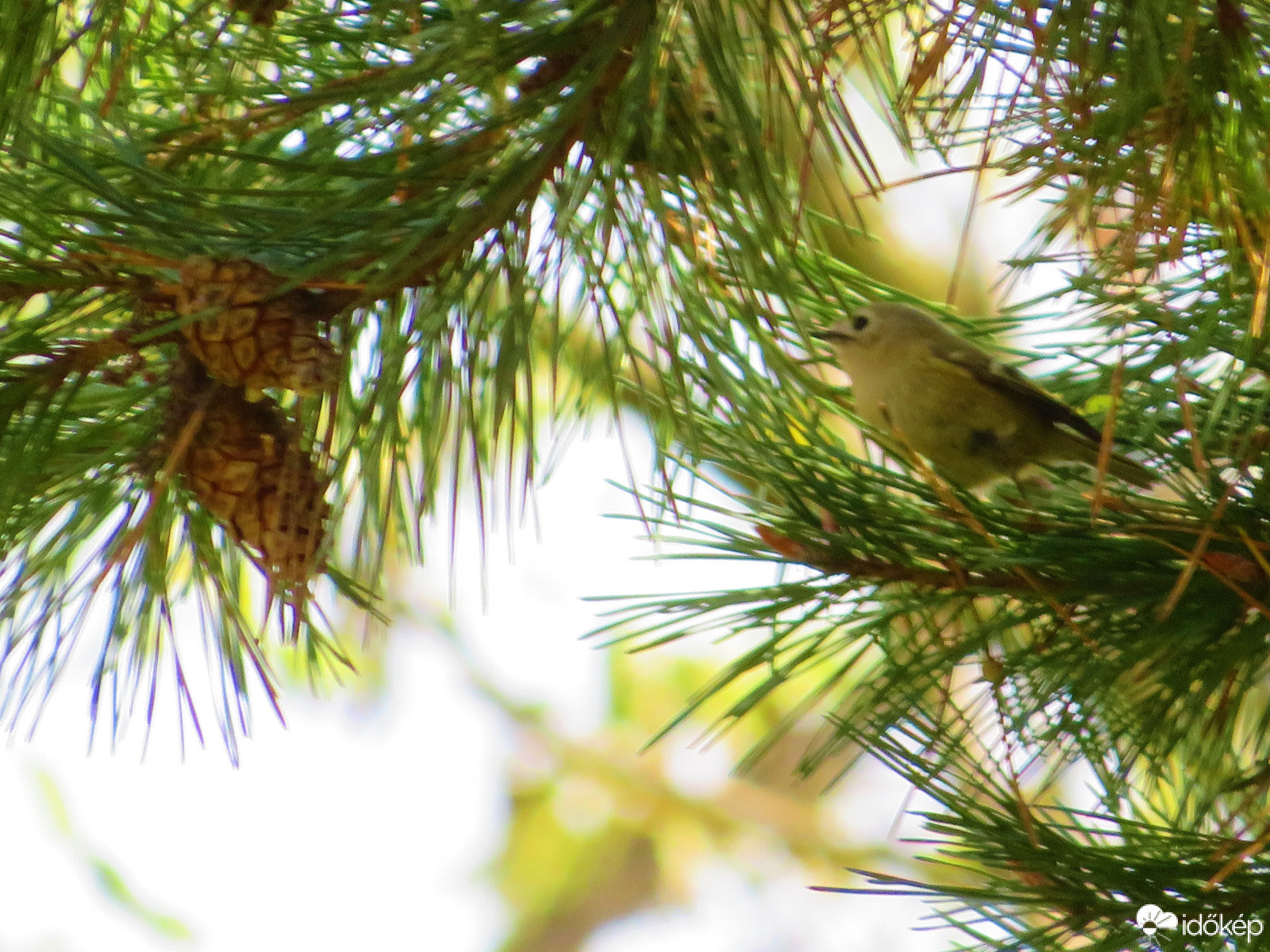 Sárgafejű királyka