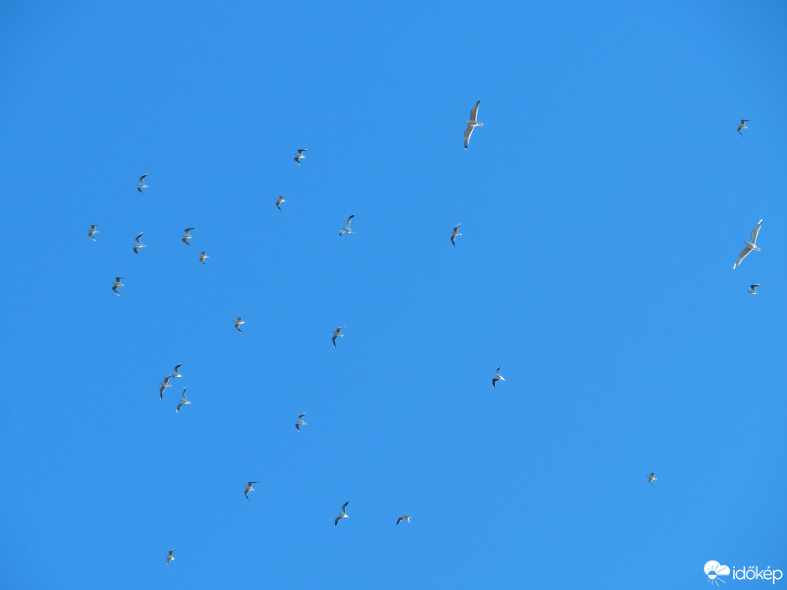 Sirály sereg a magasban