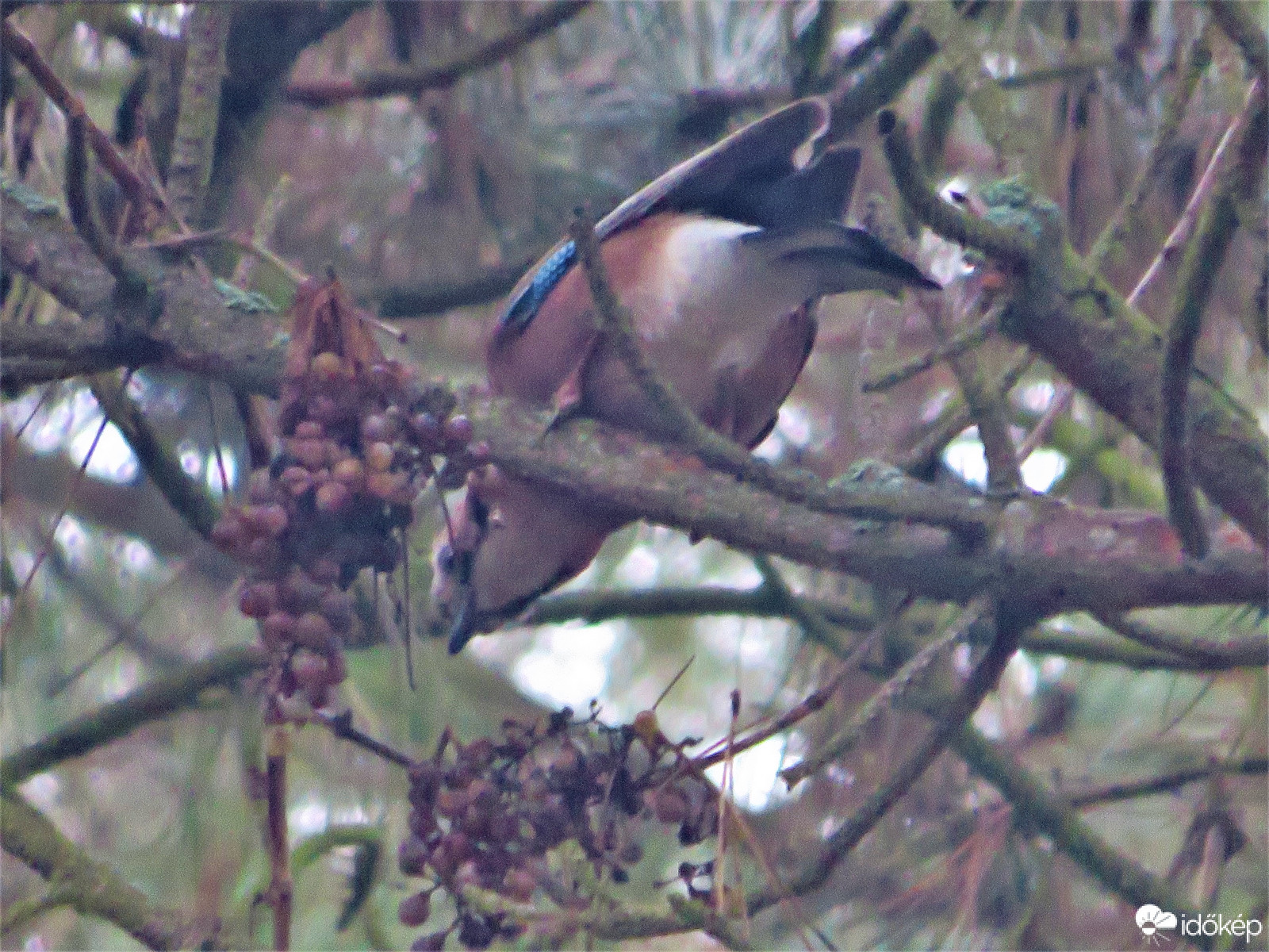 Melyiket válasszam?