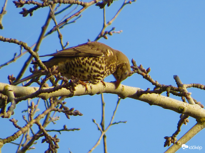Egy csőr törlés is belefér