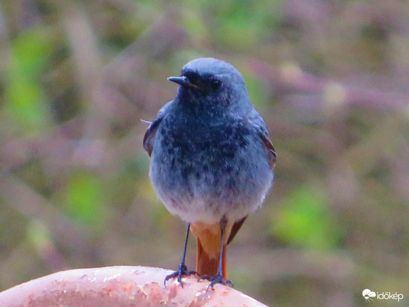 Házi Rozsdafarkú hím