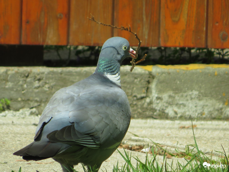 Galamb dolgozik a fészken