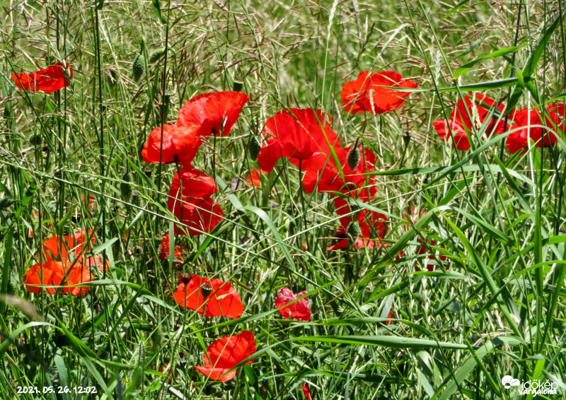 "Isten virágoskertje..."