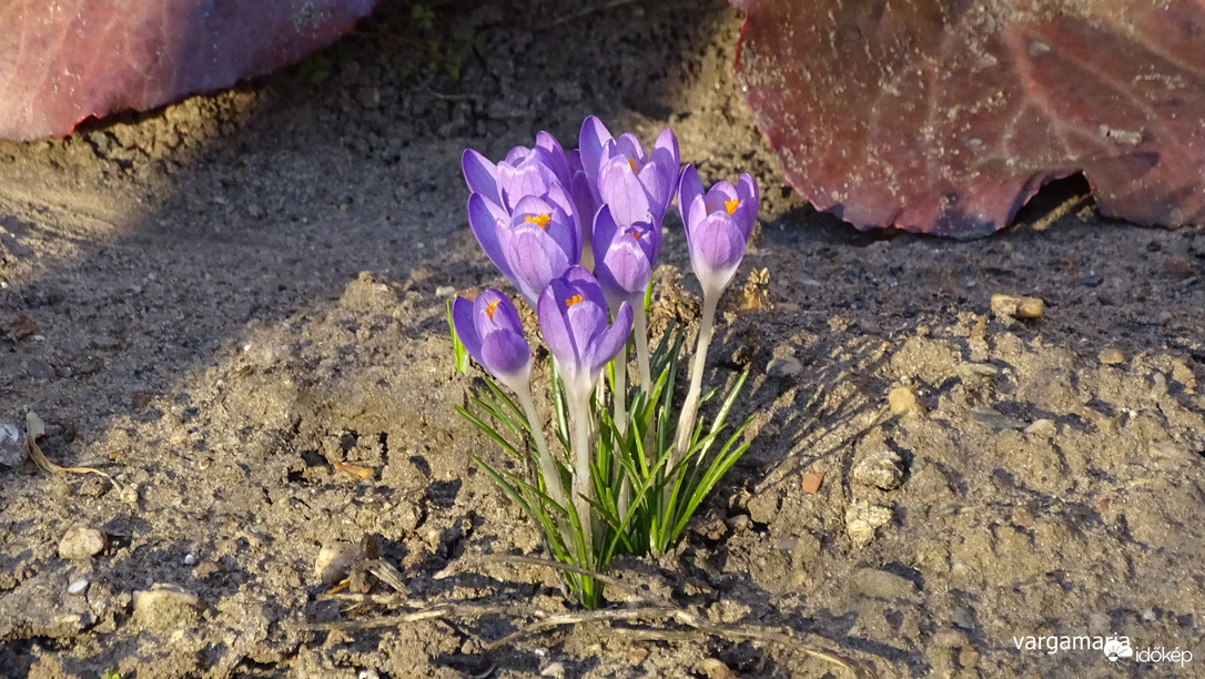 Krókuszok.