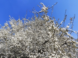 virágözön