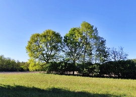 Tavaszi fák