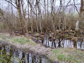 Tavaszi vizek 3