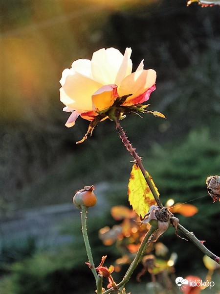 Nálam ez az utolsó