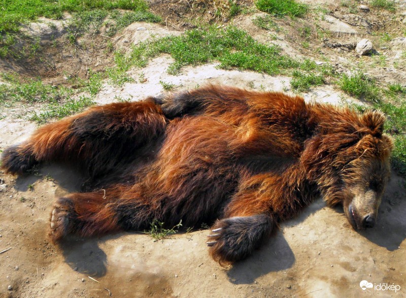 Télen ki fog aludni?