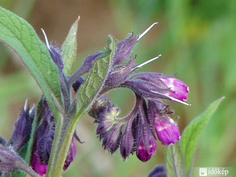 Nem tudom a növény nevét