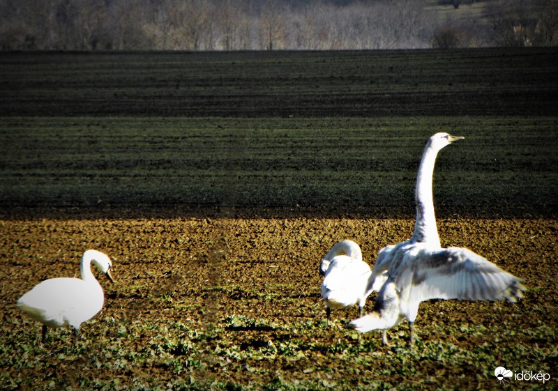 Hattyúk a repceföldön