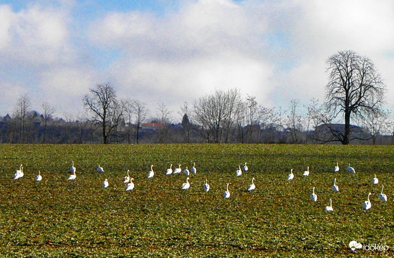 Hattyúk a repceföldön 2