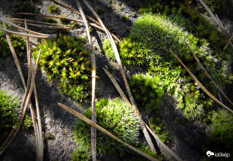 Mohák, fények, tűlevelek