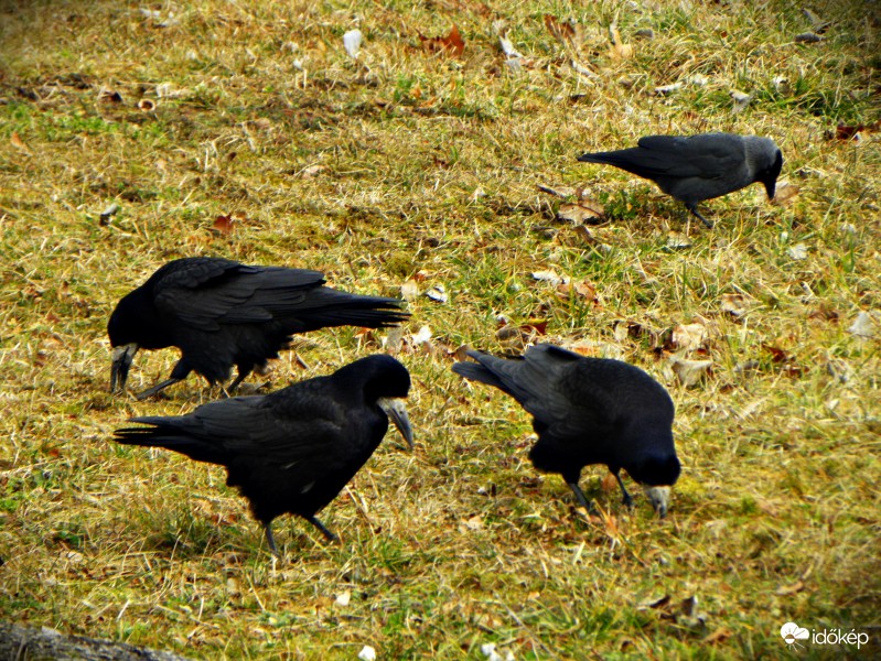 Három varjú, egy csóka