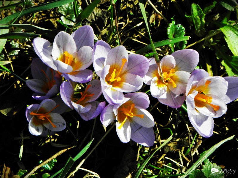 Crocus