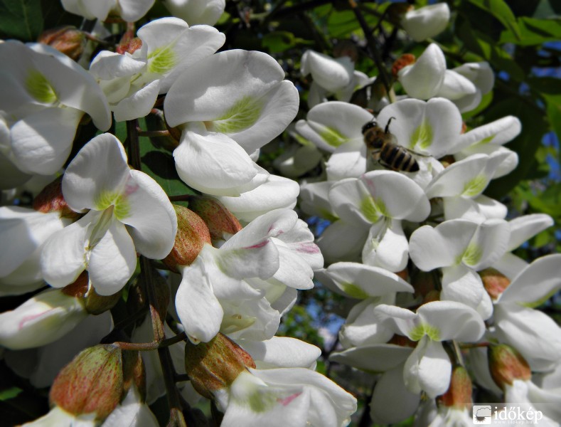Kivirágzott az akác