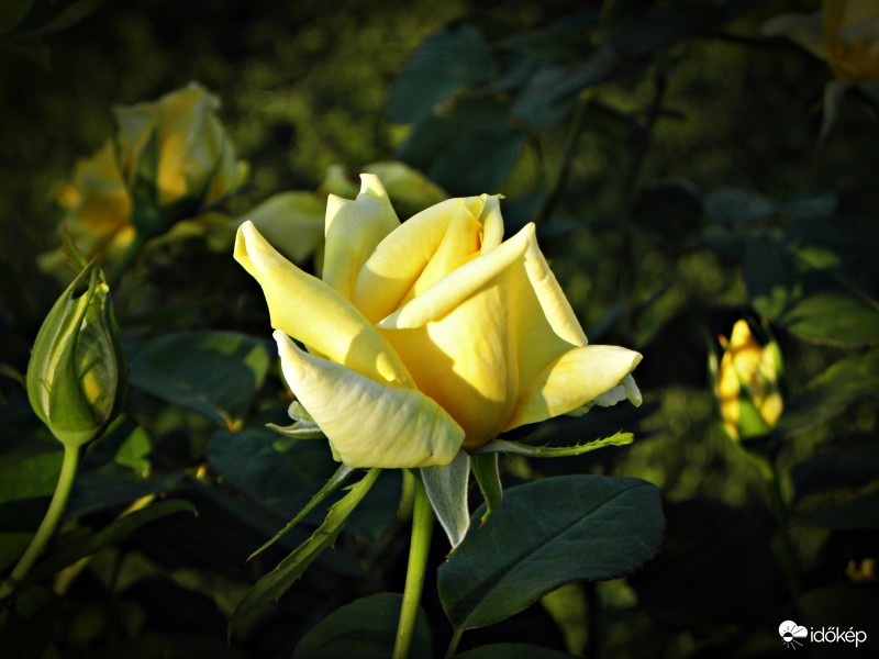 Sárga rózsa