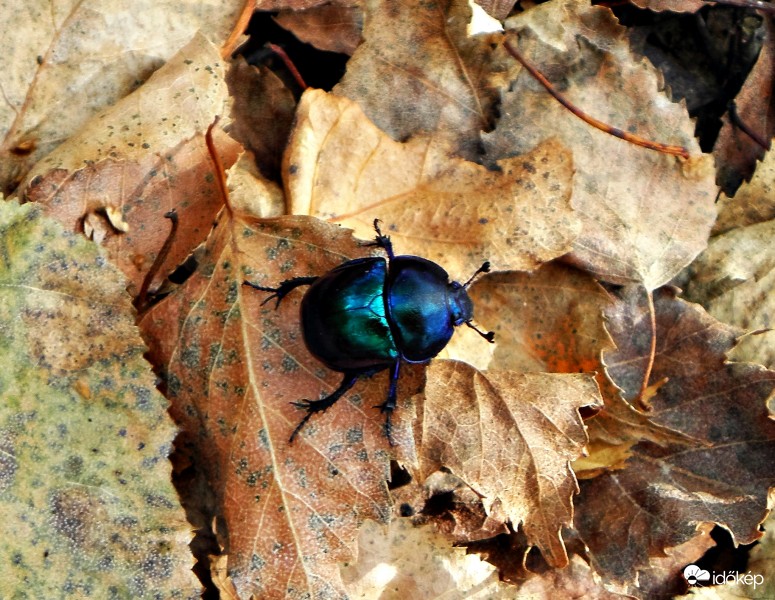 Skarabeus (galacsin hajtó)