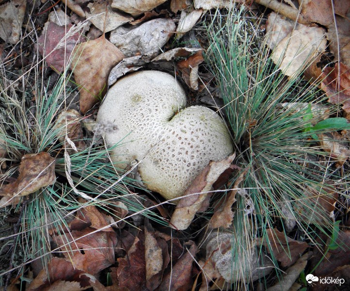 Pöffeteg (népiesen banyaposz)