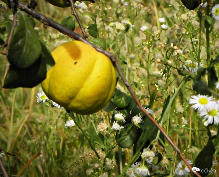 A japánbirs gyümölcse