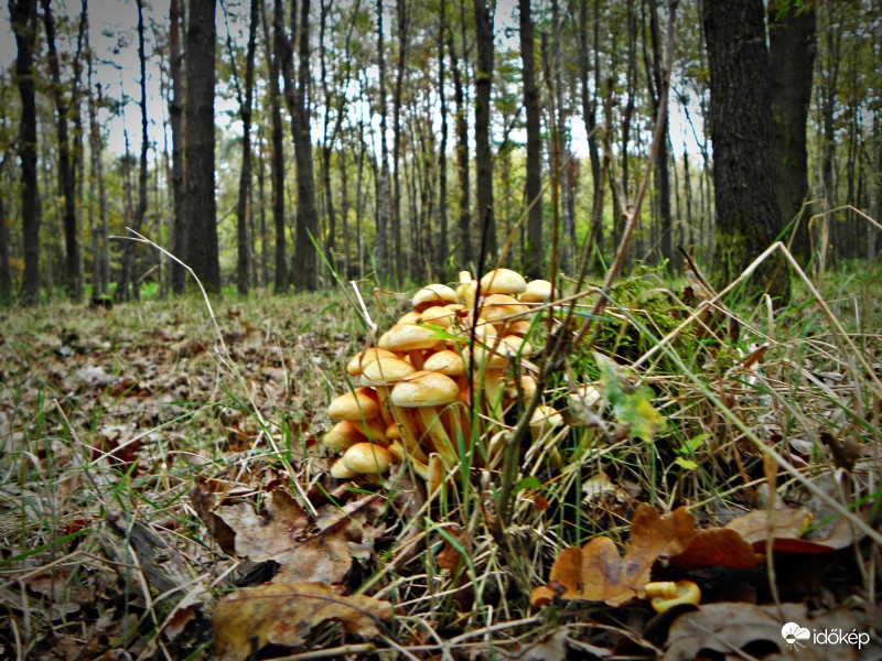 Ha ősz, akkor gomba