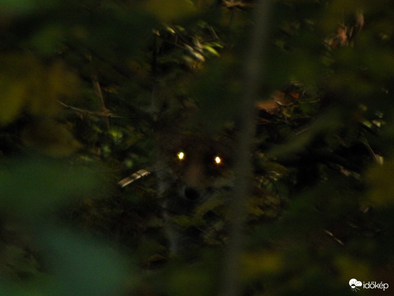 Rókaszemek a sötétban