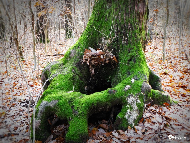 Erdei páholy moha kárpittal