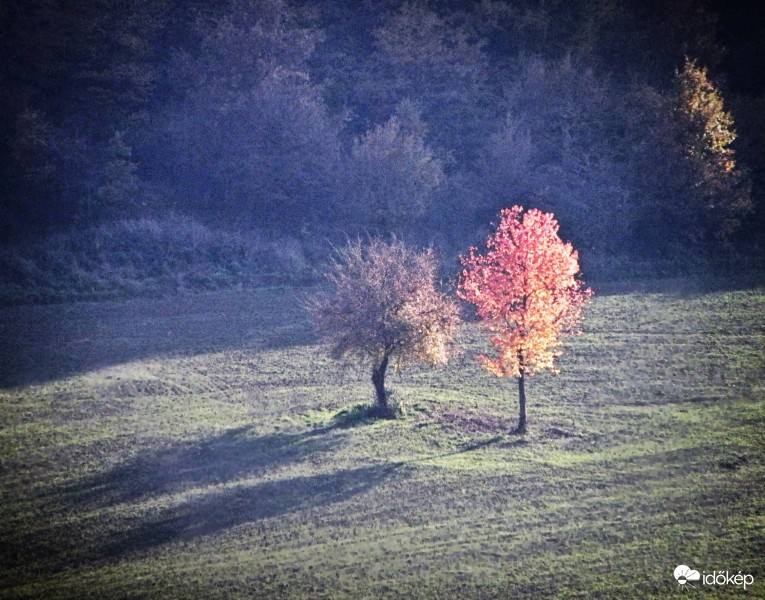 Két fa az őszben