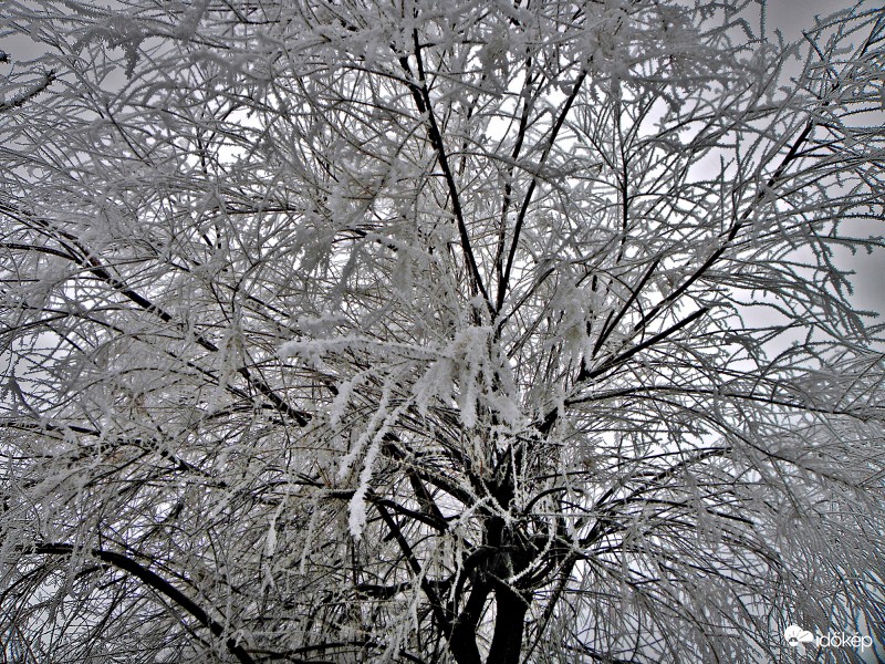 Tamariszka téli pompája