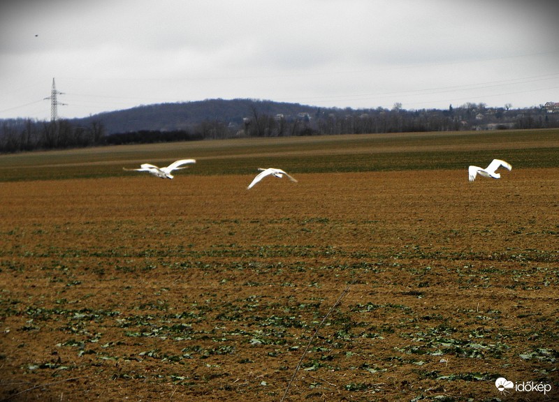 Hattyúk a repceföld felett