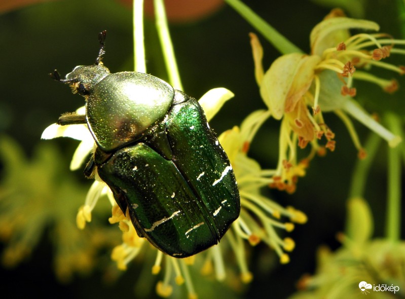Rózsabogár a hársfa virágán