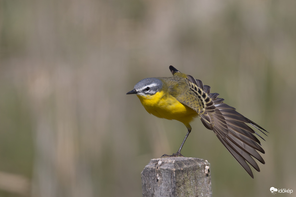 Karó jóga, mérleg póz...