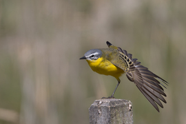 Karó jóga, mérleg póz...
