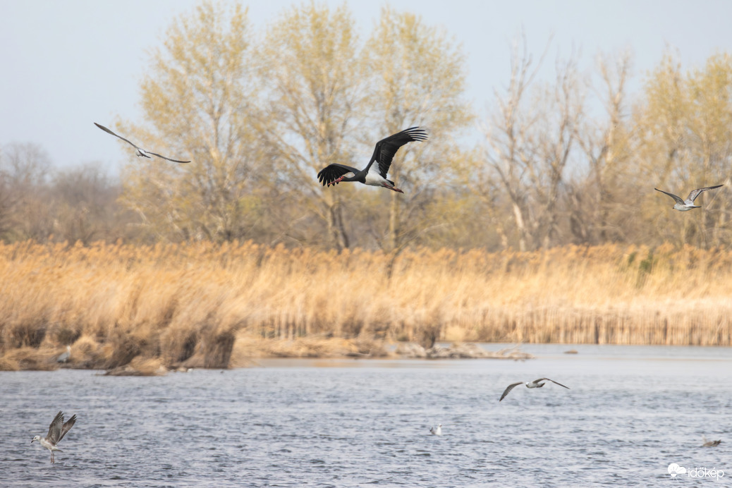 Ezt a látványt napokig nézném... Szoktam is...
