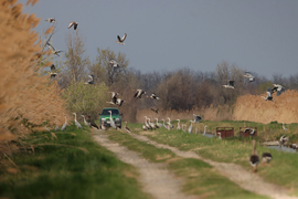 Szárnyas blokád...