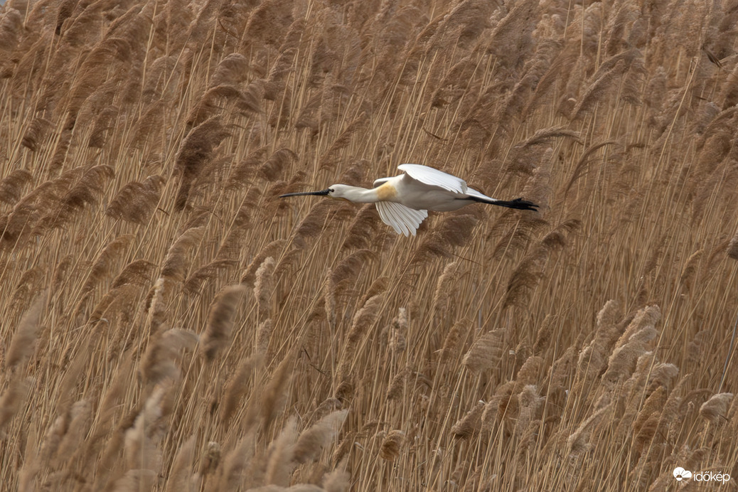 Szélben szárnyaló...