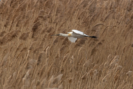 Szélben szárnyaló...