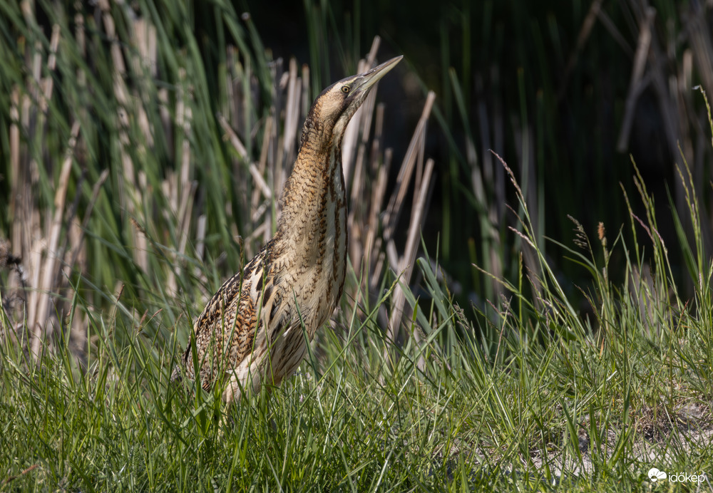 Láthatatlan vagyok...