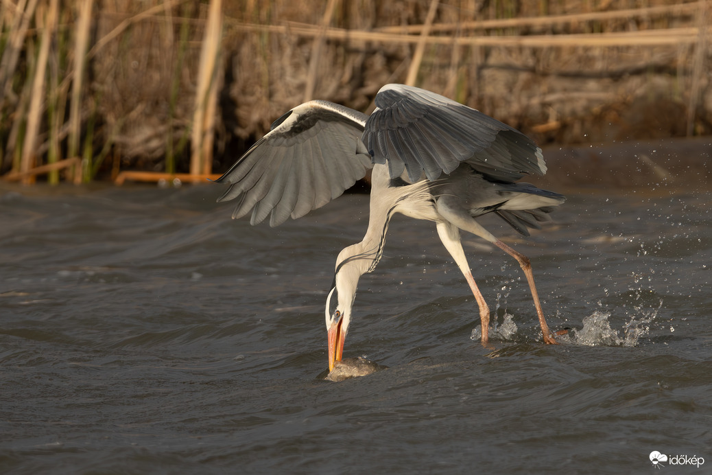 A sirályoktól tanultam...
