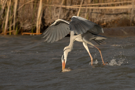 A sirályoktól tanultam...