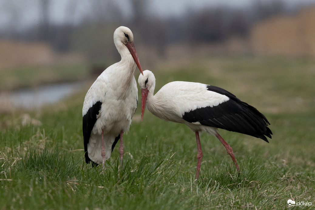 És itt a csajom is...