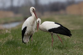 És itt a csajom is...