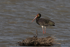 Feszült figyelem...